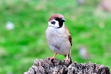 麻雀一直來|【麻雀祕密】麻雀真的變少了？「害鳥」其實是誤會？成群結隊卻。